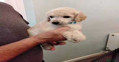 Standard Poodle dogs - Advert 2