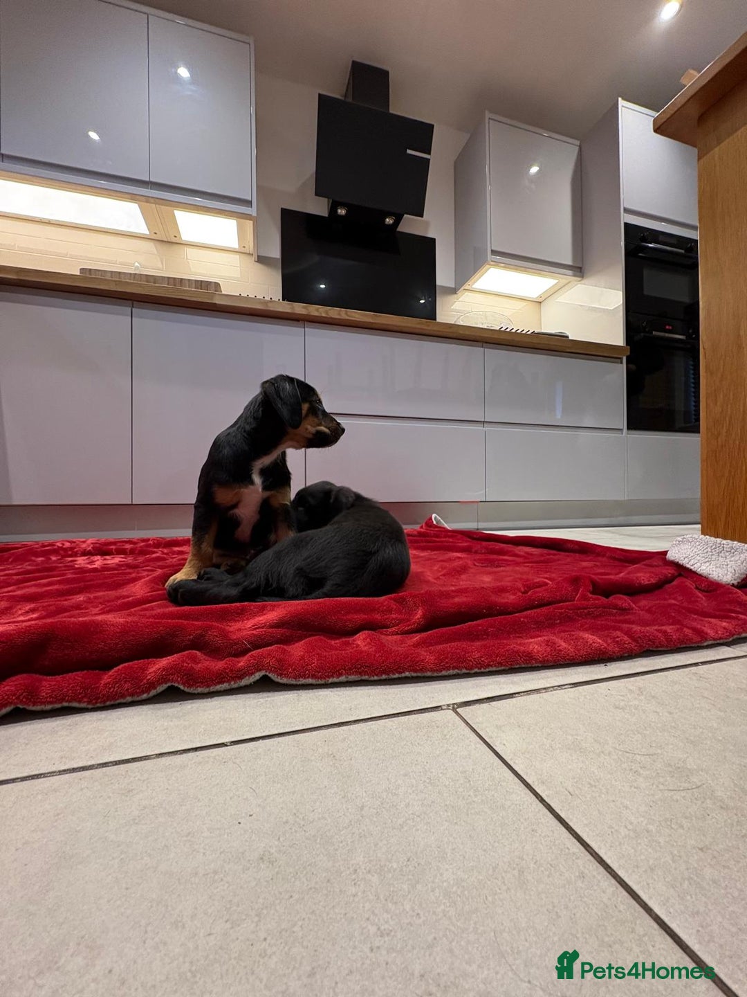 Mixed Breed dogs for sale: Rare black golden cocker puppies - Image 12