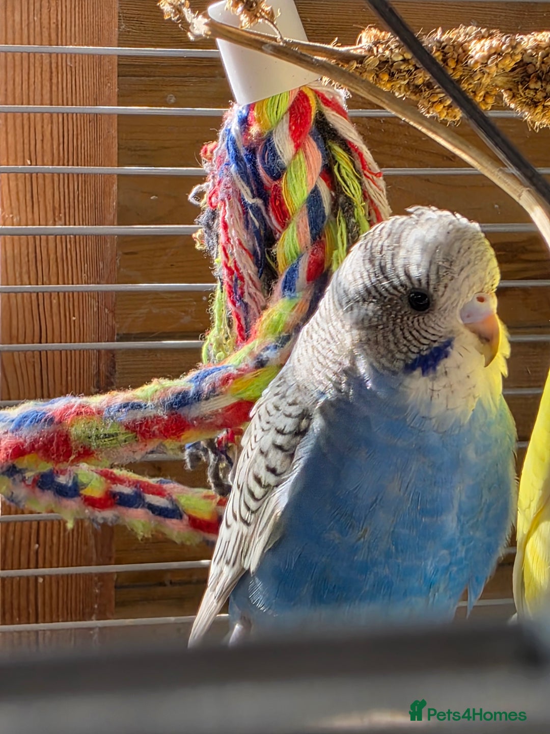 Budgerigars birds for sale: Beautiful Baby Budgies - Image 3