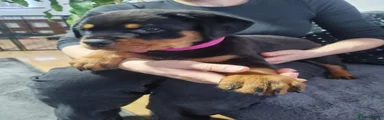 Rottweiler 5
