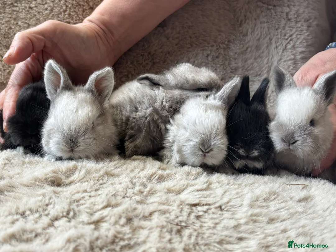 Mixed Breed rabbits for sale:  6 baby Sandellers x Holland lops  - Advert 5