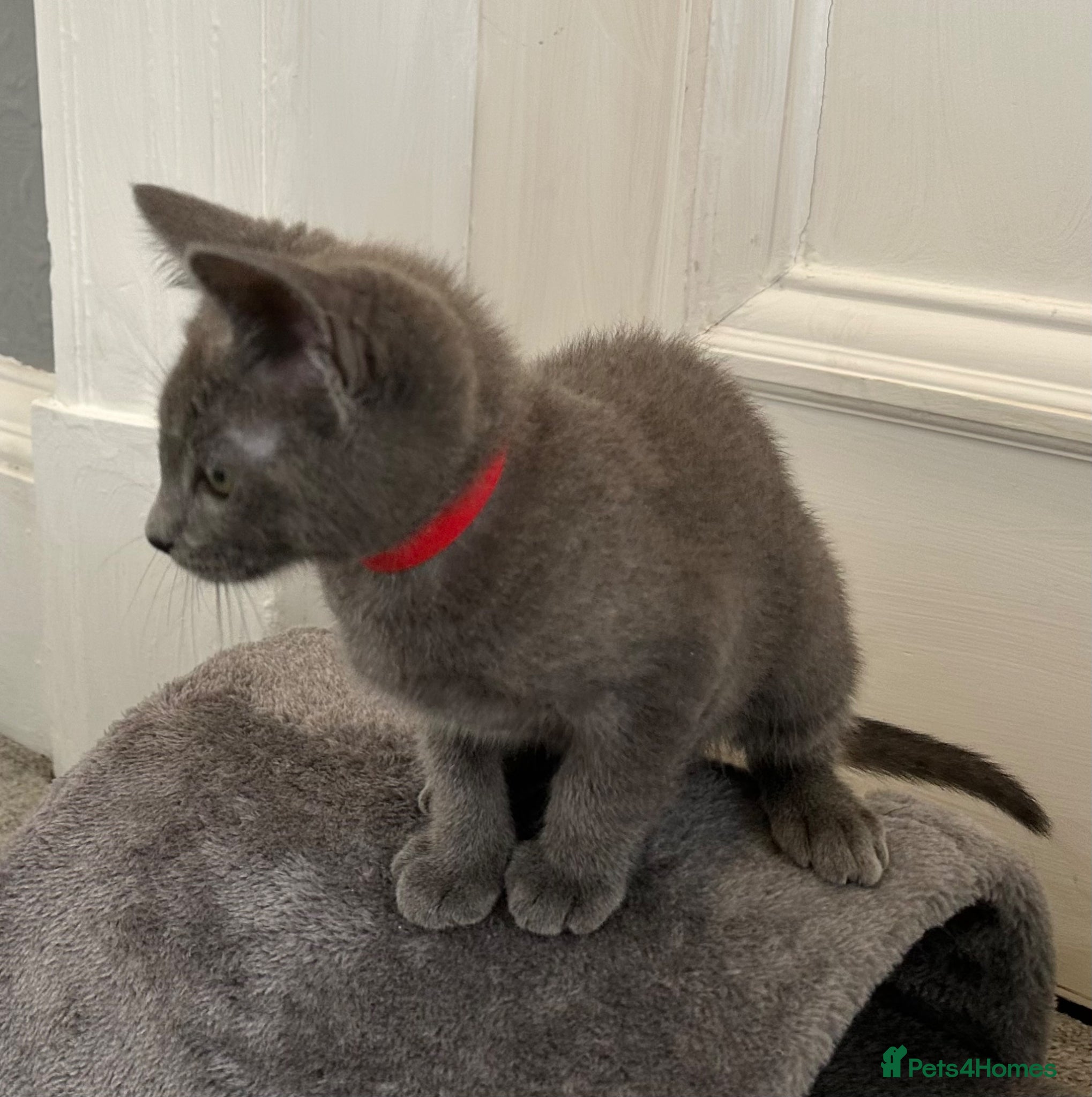 Russian Blue cats Russian Blue kittens  - Advert 5