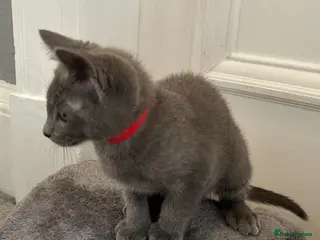 Russian Blue cats Russian Blue kittens - Advert 5