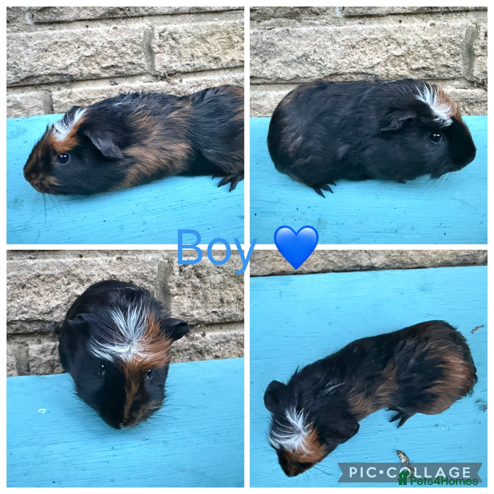 Guinea Pig rodents 8 male & 5 female guinea pigs for new homes  - Advert 2