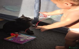 Domestic Shorthair cats for sale: Free neutered family friendly cat for a good home  - Image 1