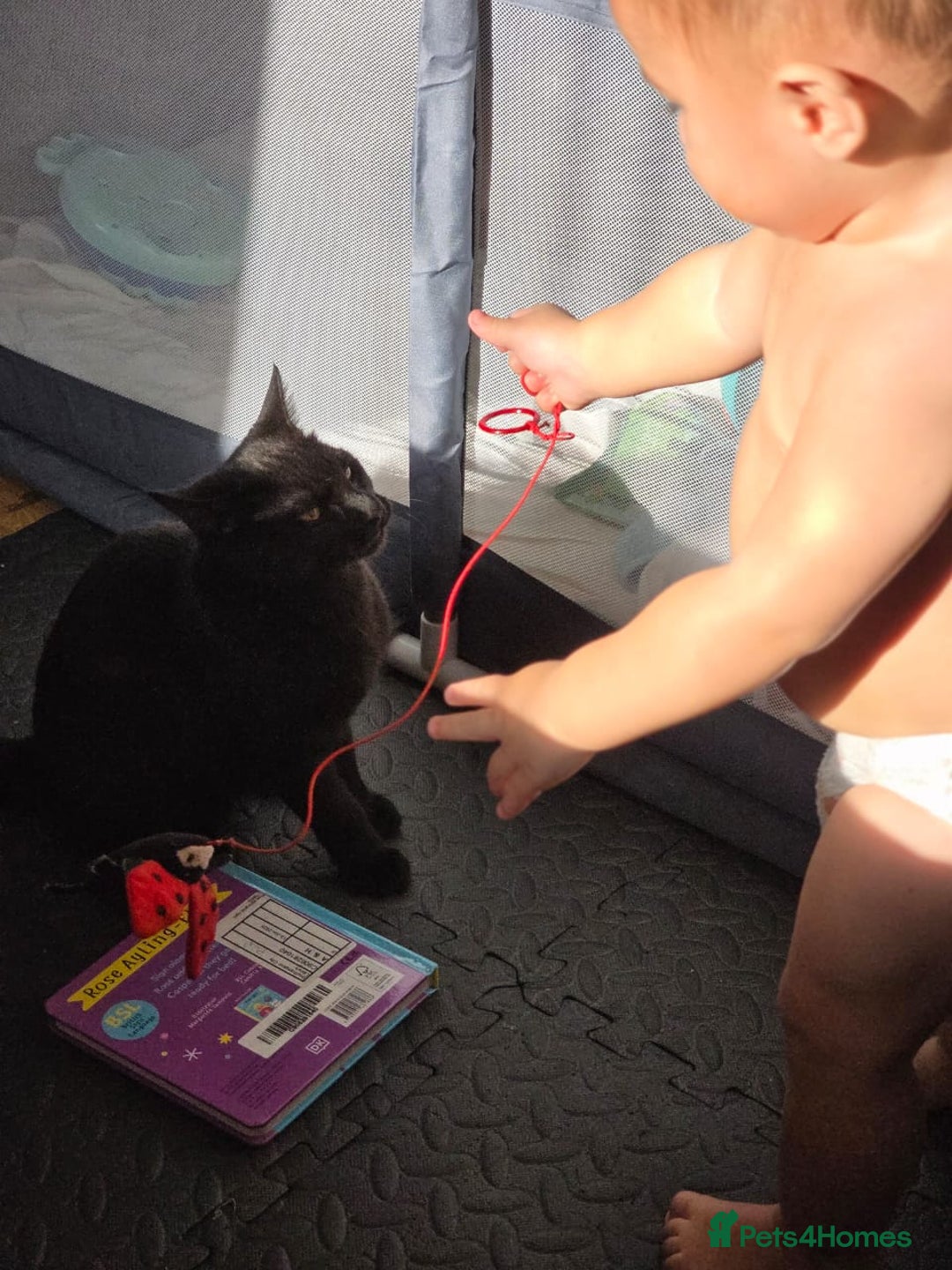 Domestic Shorthair cats for sale: Free neutered family friendly cat for a good home  - Image 1