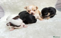 Chihuahua dogs for sale: Long Haired Applehead puppies - Advert 13