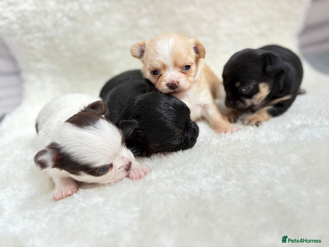 Chihuahua dogs for sale: Long Haired Applehead puppies - Advert 13