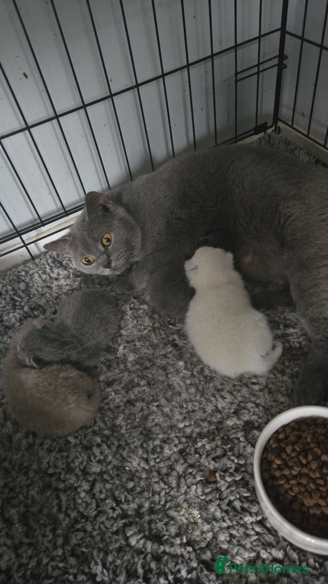 British Shorthair cats for sale: THREE MALE BRITISH SHORTHAIR KITTENS FOR SALE - Image 9