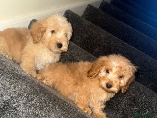 Cockapoo dogs Only boys left - Advert 13