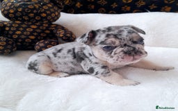 French Bulldog dogs for sale: French bulldog , merle, platinum, fluffy carriers. - Image 28