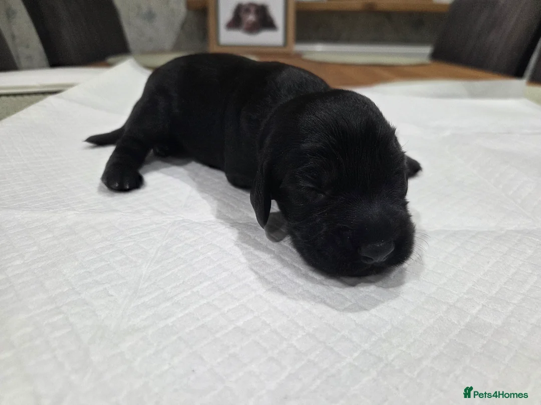 Cocker Spaniel dogs for sale: KC Working Cocker Spaniels - Advert 9