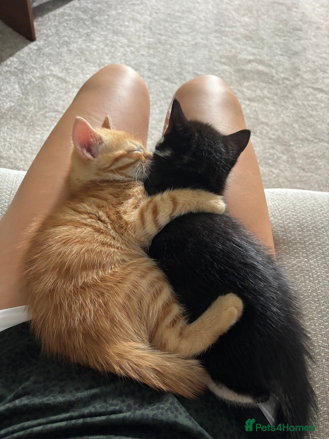 Mixed Breed cats for sale: Kittens looking for forever home  - Image 3
