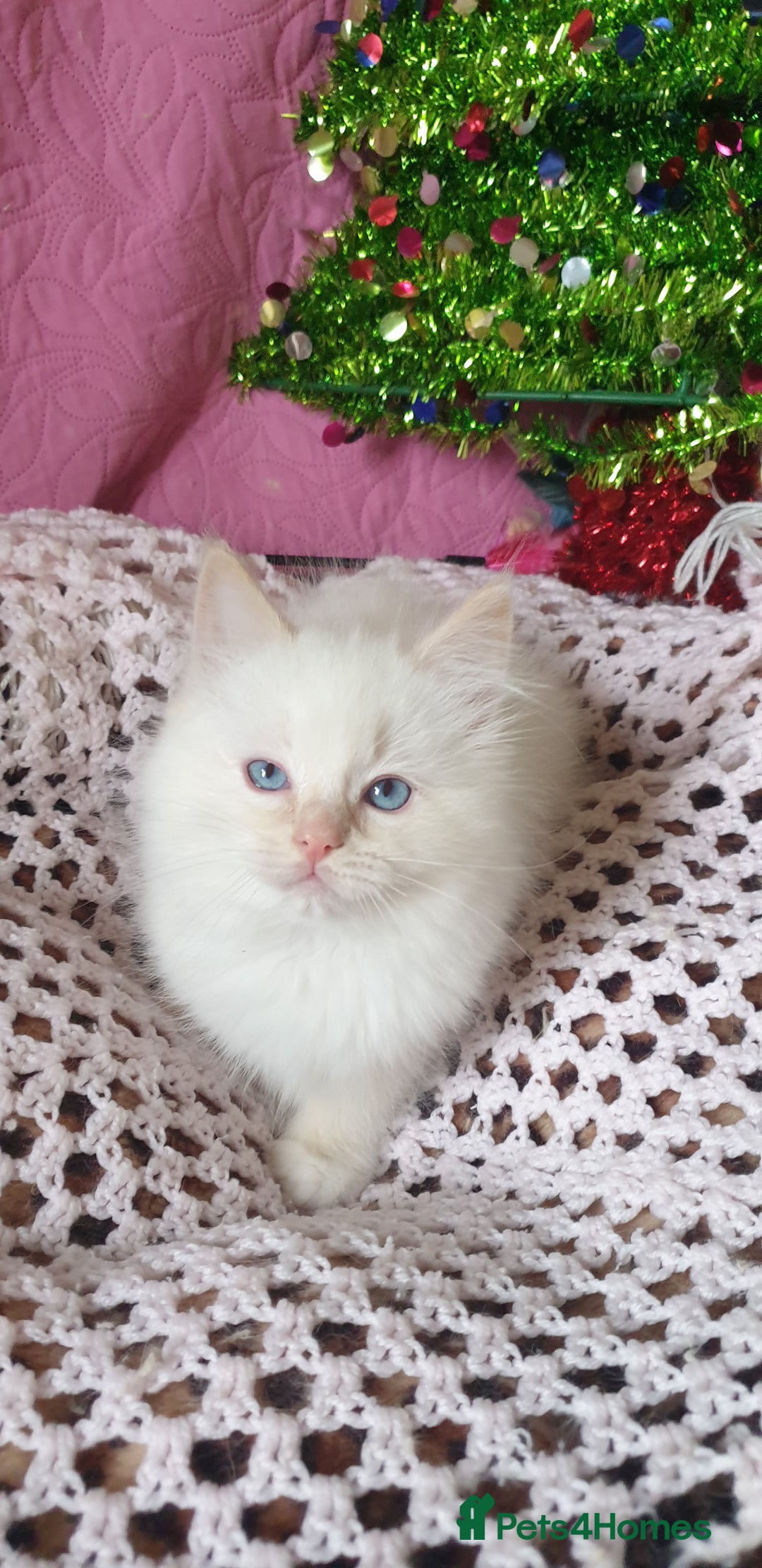Ragdoll cats for sale: 💗Stunning GCCF registered Ragdoll Kittens. - Advert 20