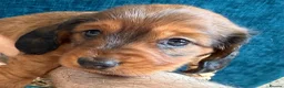 Miniature Dachshund dogs for sale: Beautiful Miniature Dachshund Puppies - Advert 20