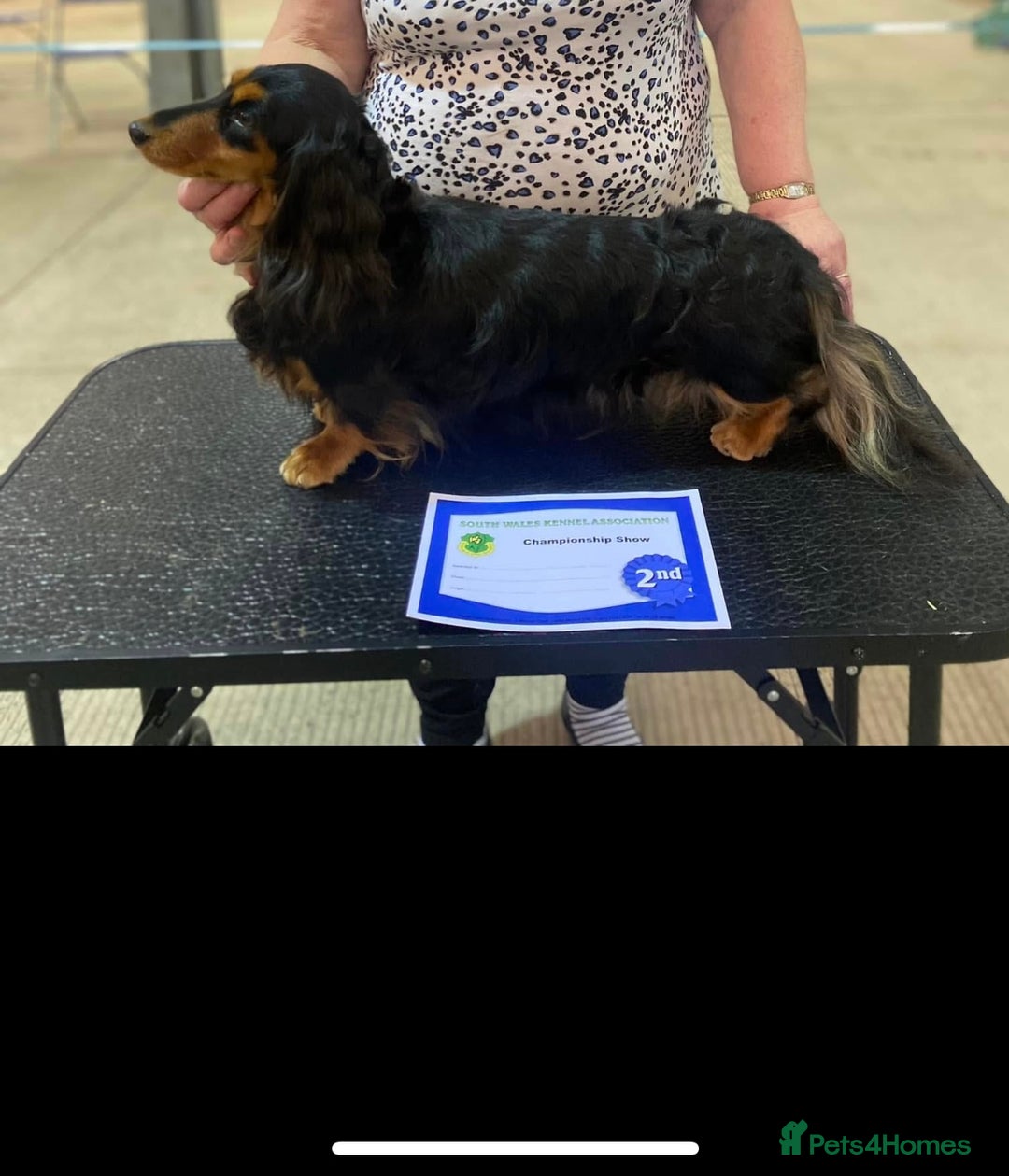 Miniature Dachshund dogs for sale: Exceptional Champion Bloodlines KC Registered PRA - Advert 4