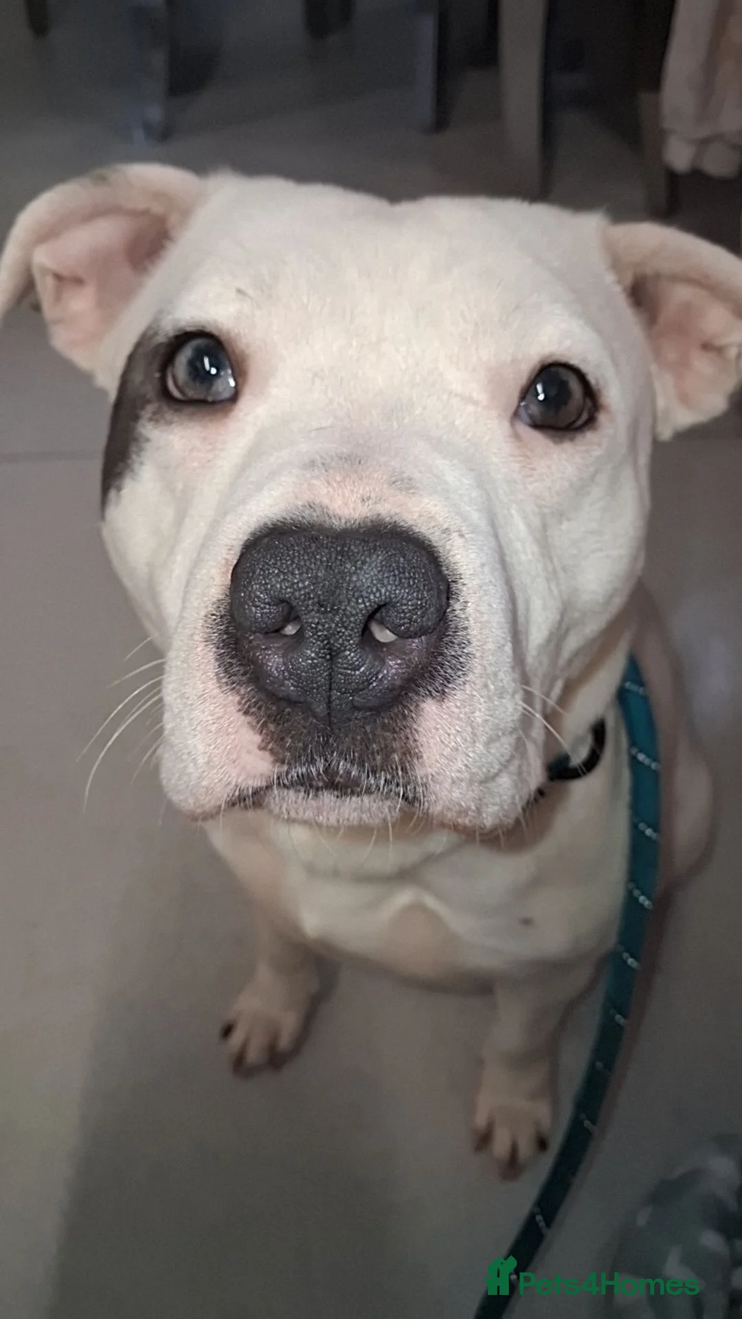 American Bull Staffy dogs for sale: Rozy & Roxy  in Newtownabbey - Advert 2