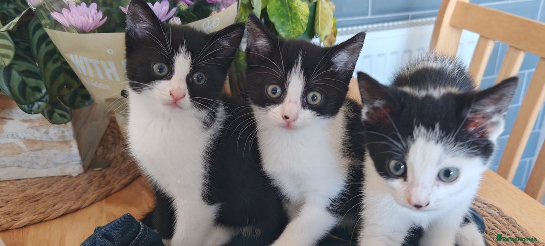 Domestic Shorthair cats for sale: Stunning Tuxedo shorthair kittens. - Image 1
