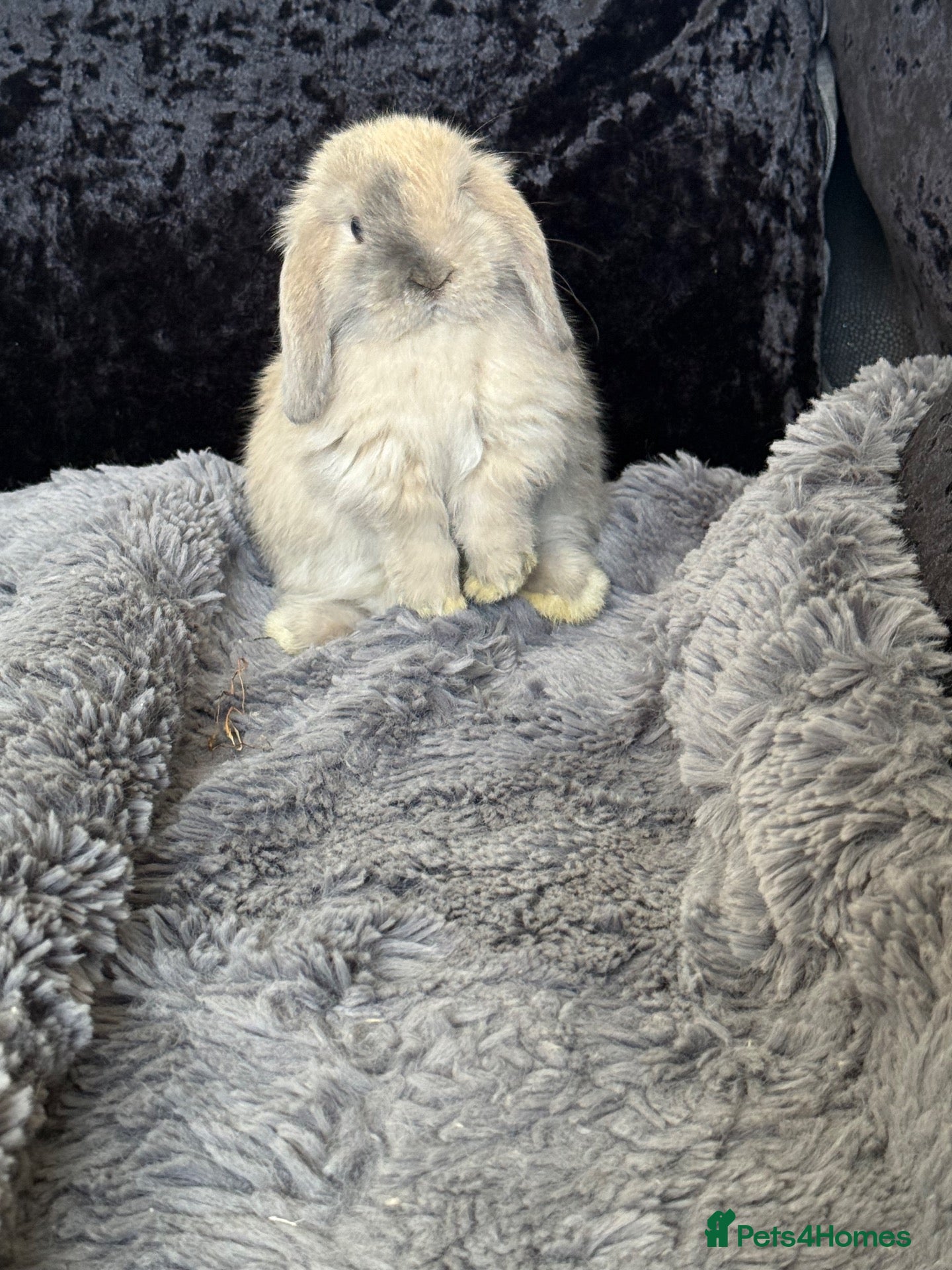 Mini Lop rabbits gorgeous babies   💙🐰 - Advert 2