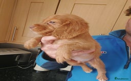 Cocker Spaniel dogs for sale: Health tested working cocker spaniels  - Image 23