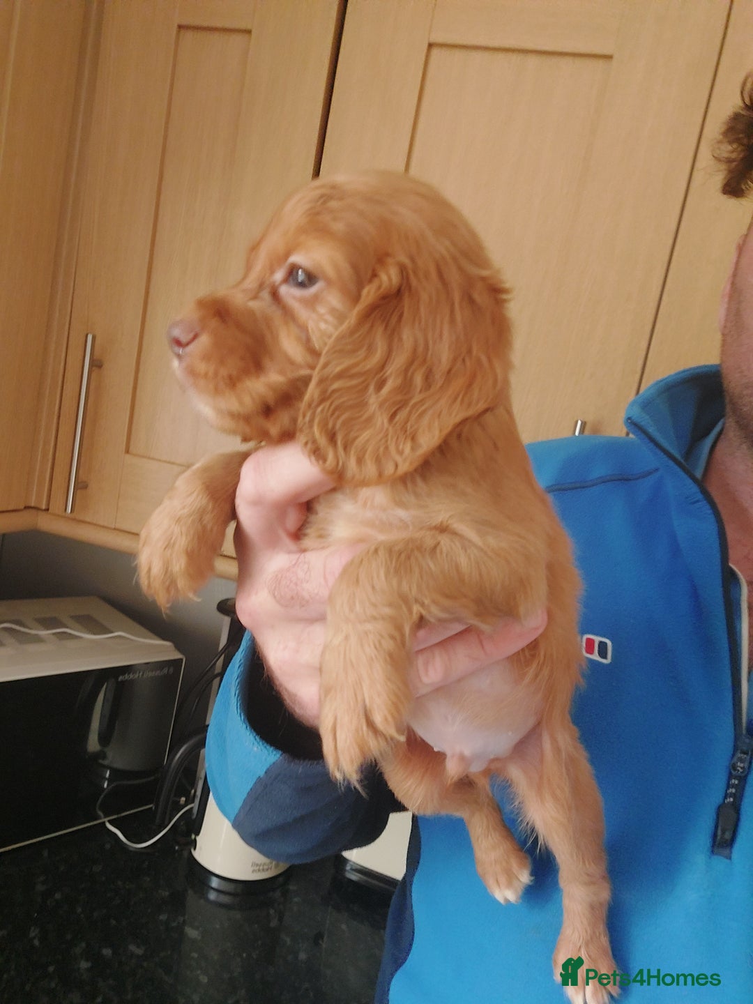 Cocker Spaniel dogs for sale: Health tested working cocker spaniels  - Image 23