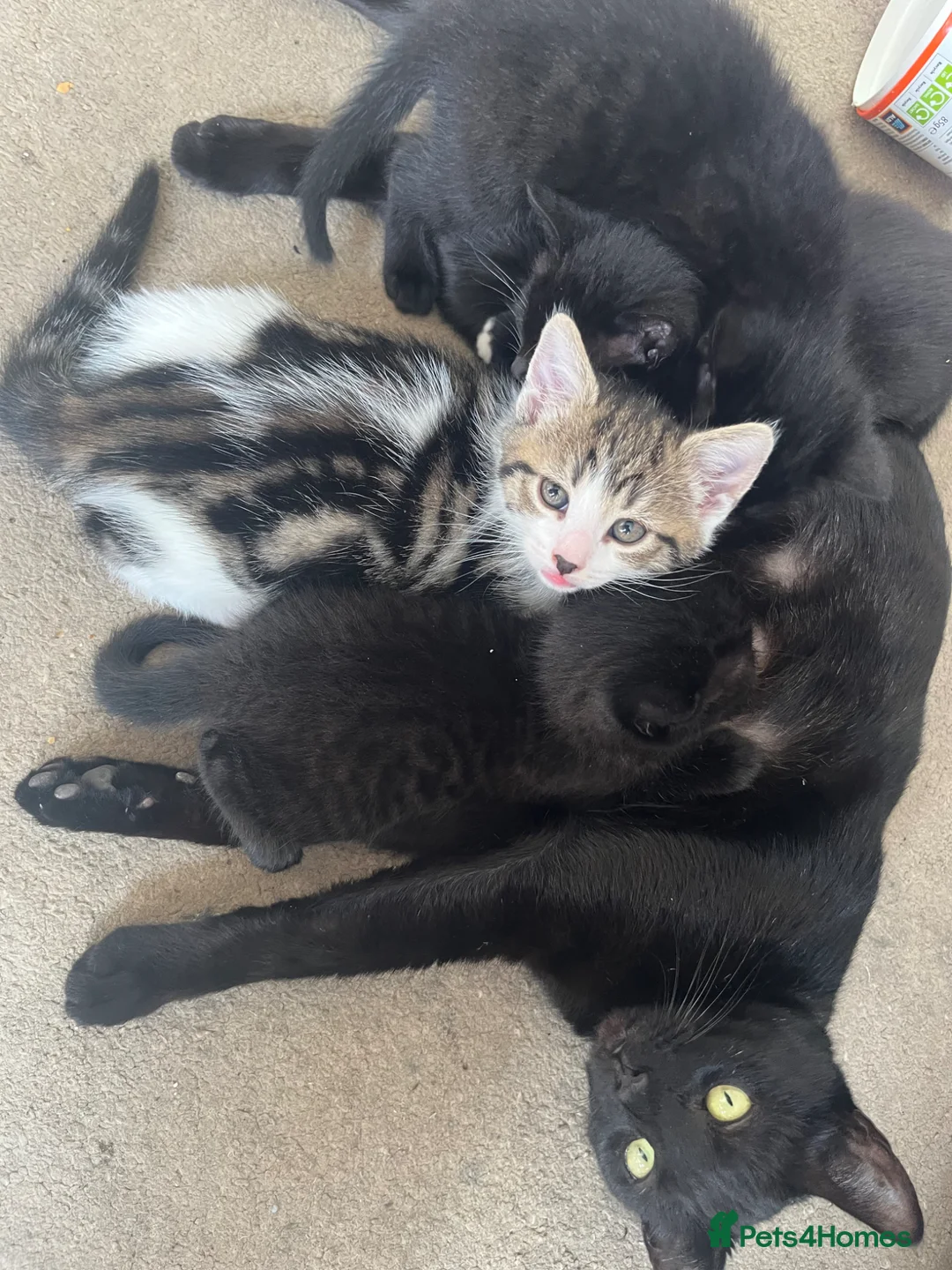 Mixed Breed cats for sale: Tabby £80 black kitten £60 - Advert 1