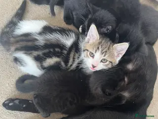 Mixed Breed cats Tabby £80 black kitten £60 - Advert 3