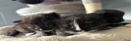 Mixed Breed cats for sale: Long‑Haired Ragdoll Cross Tortoiseshell Kittens - Advert 31