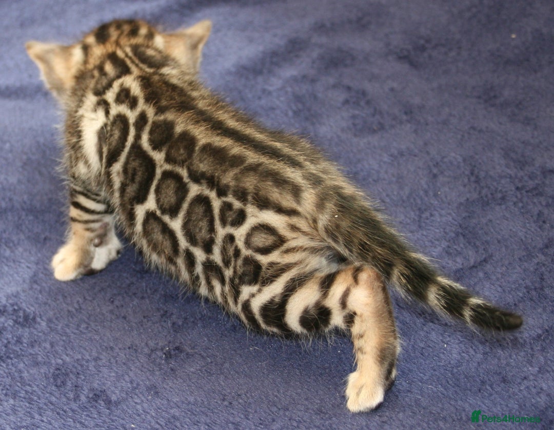 Bengal cats for sale: TICA Registered Bengal Kittens–Ready Nov 2025 🐾 - Image 17