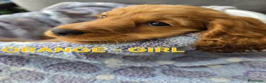 Cocker Spaniel 1 Orange