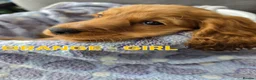 Cocker Spaniel dogs for sale: Beautiful 100% Cocker Spaniel puppies- litter of 6 - Advert 32