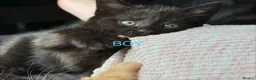 British Shorthair cats for sale: Gorgeous litter of kittens  in Glasgow - Advert 3