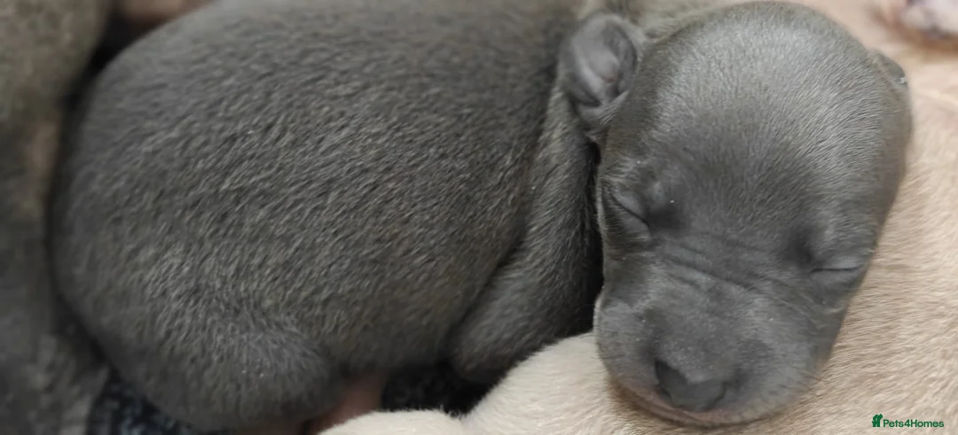 Italian Greyhound dogs for sale: KC Registered - European Lineage - Health Tested  - Advert 19