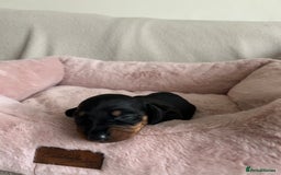Dachshund dogs for sale: Beautiful Dachshund  - Image 3