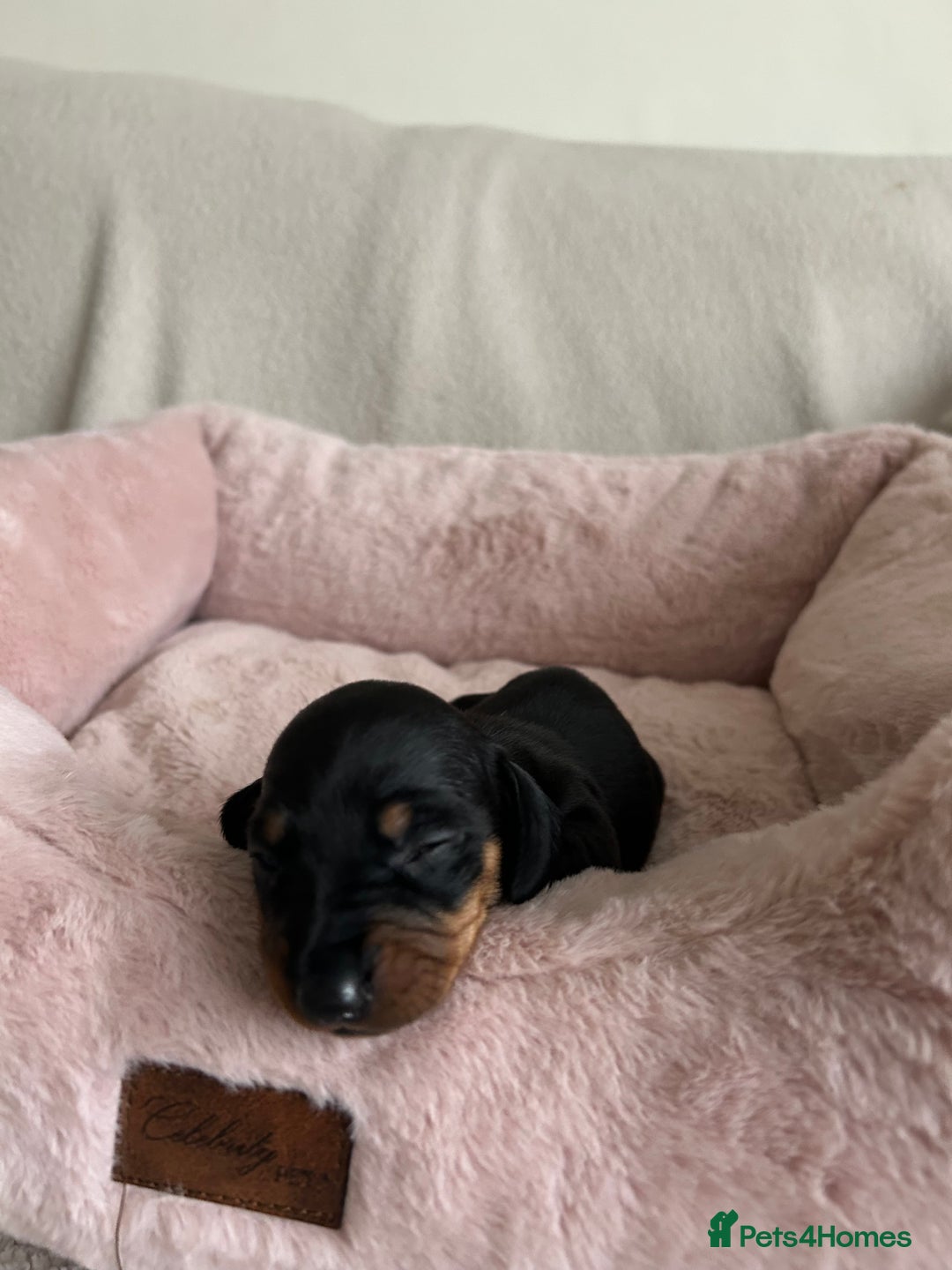 Dachshund dogs for sale: Beautiful Dachshund  - Image 3
