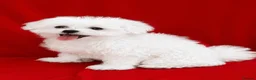 Maltipoo dogs for sale: Beautiful Maltipoo Puppies Looking4Forever Homes - Advert 2