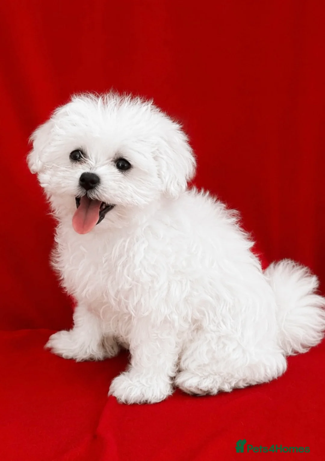 Maltipoo dogs for sale: Beautiful Maltipoo Puppies Looking4Forever Homes - Advert 2