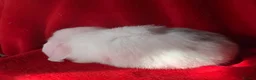 Mini Lop rabbits for sale: Beautiful Pure Mini Lop Rabbit - Advert 5