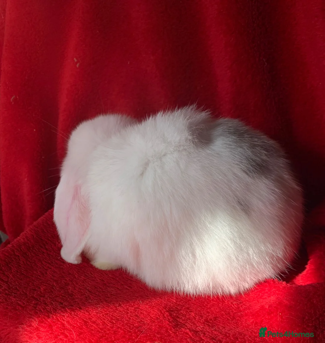 Mini Lop rabbits for sale: Beautiful Pure Mini Lop Rabbit - Advert 5