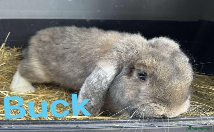 French Lop rabbits - Advert 11