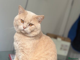 British Shorthair cats - Advert 6