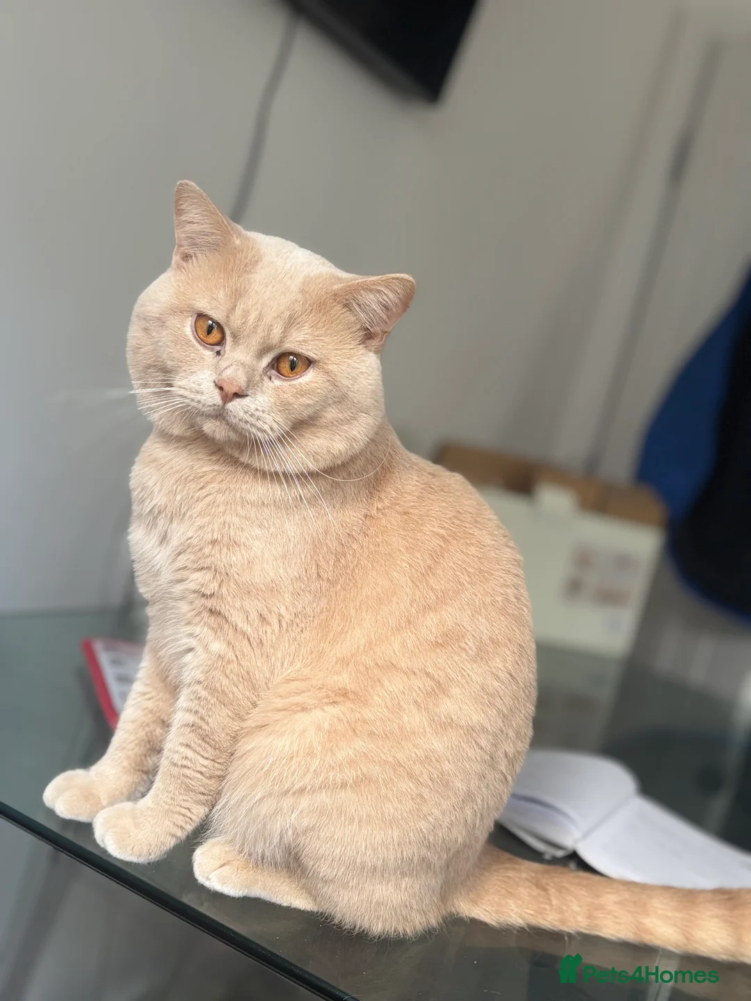 British Shorthair cats for stud: Active GCCF Championship status BSH STUD, Blood B! - Advert 6