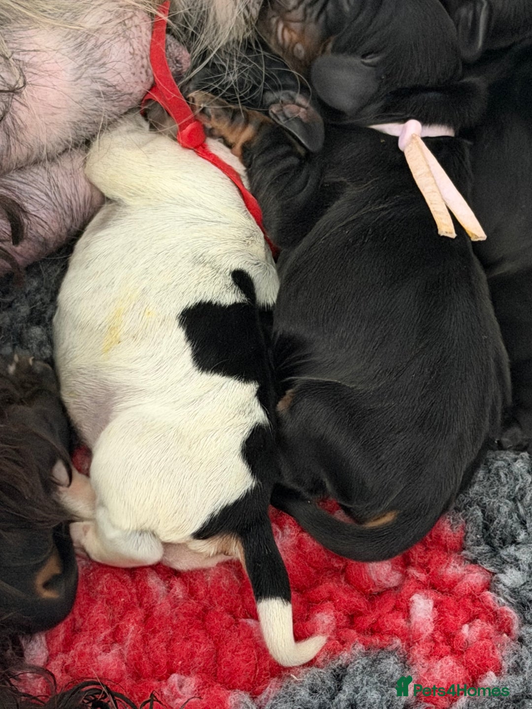 Cocker Spaniel dogs for sale: KC Registered Show Cocker puppies  - Advert 5