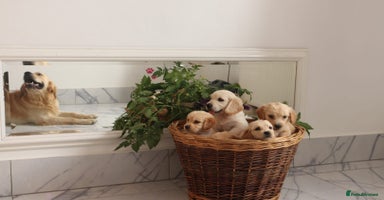 Mixed Breed dogs - Advert 7