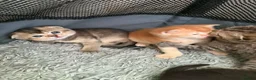 Scottish Fold cats for sale: Gorgeous Scottish Fold kittens for sale - Advert 19