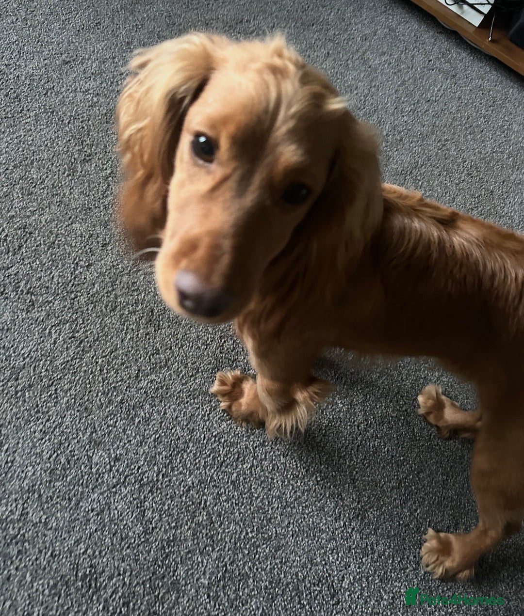 Cocker Spaniel dogs for sale: Red Cocker spaniel male  - Advert 2