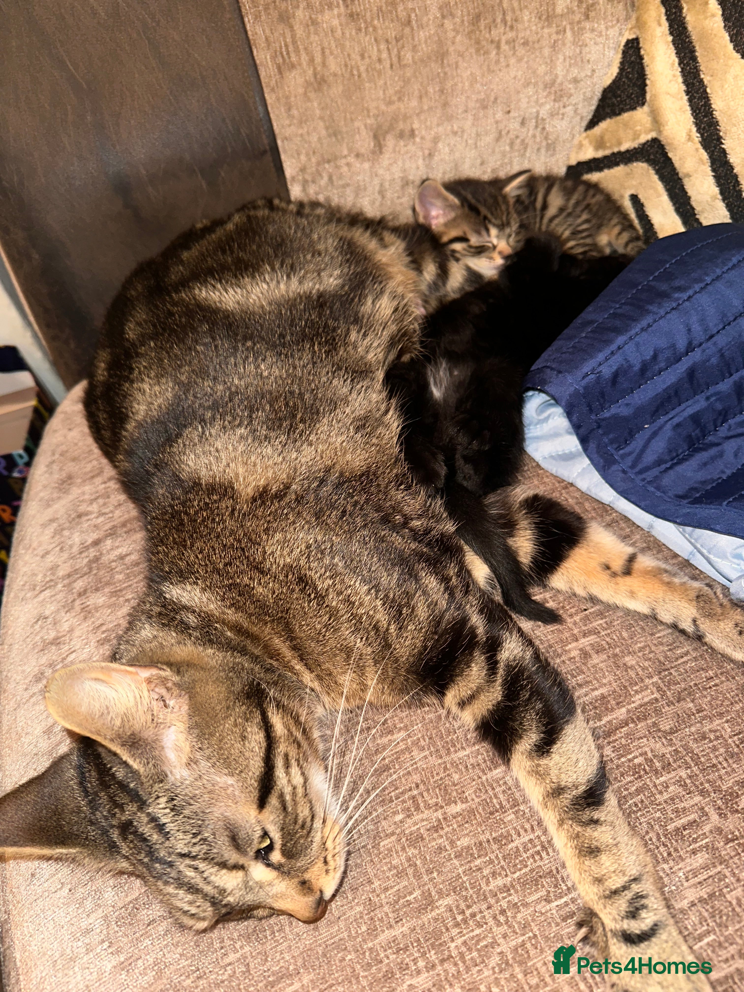 Mixed Breed cats Kittens for sale  - Advert 3