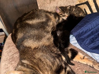 Mixed Breed cats Kittens for sale - Advert 3