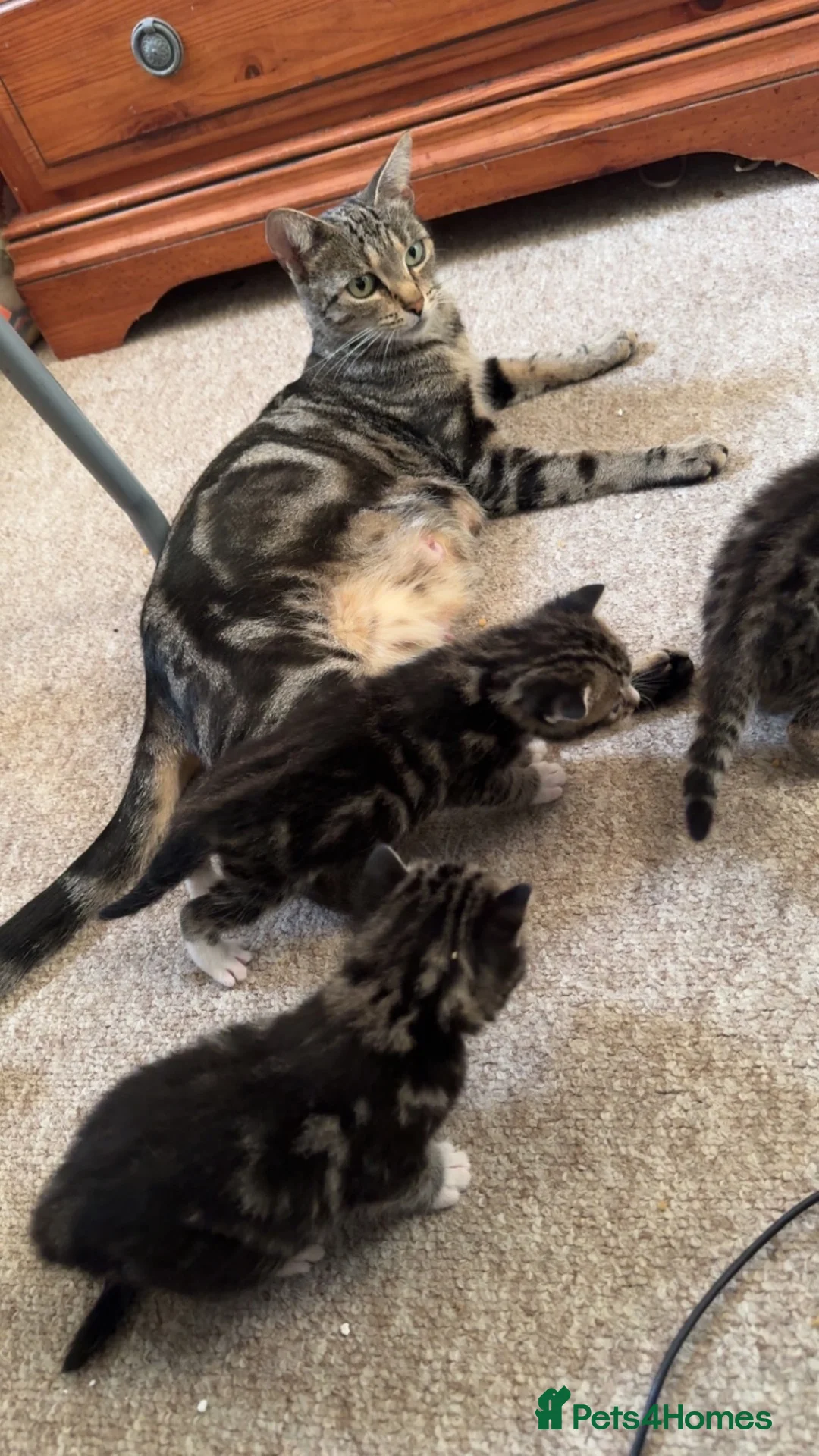 Bengal cats for sale: Stunning cross bengal kittens  - Advert 9