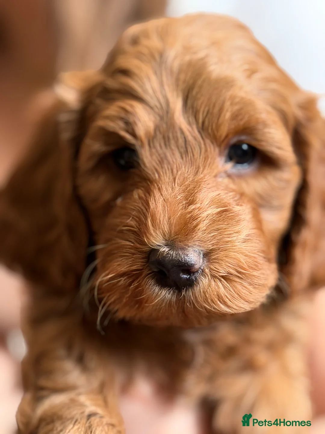 Cockapoo dogs for sale: Gorgeous F1B Tan Boy  - Advert 2